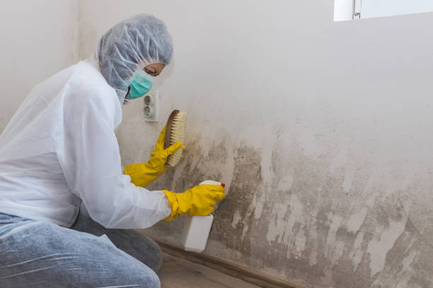 Best Commercial Mold Removal  in Mp Pendleton South, CA