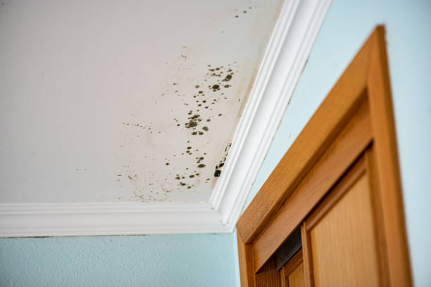 Best Attic Mold Removal  in Mp Pendleton South, CA