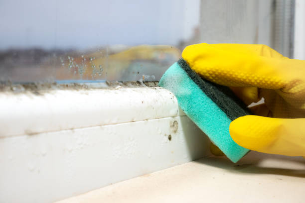 Best Crawl Space Mold Removal  in Mp Pendleton South, CA