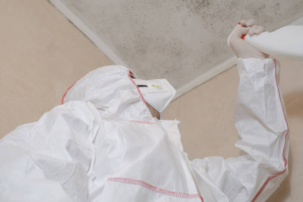 Office Mold Removal Services in Camp Pendleton South, CA