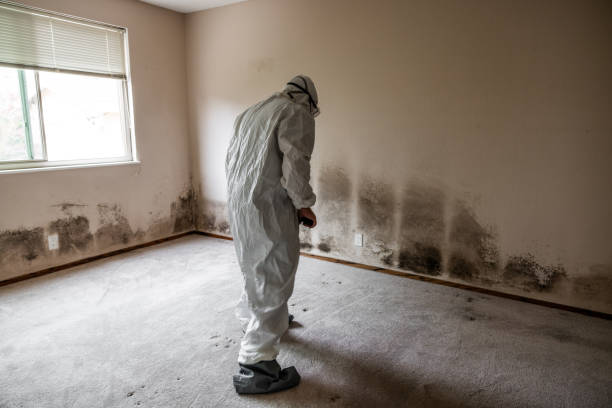 Camp Pendleton South, CA Mold Removal Company